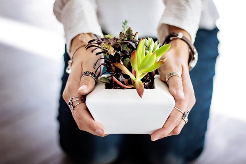 Terracotta Plant Pots